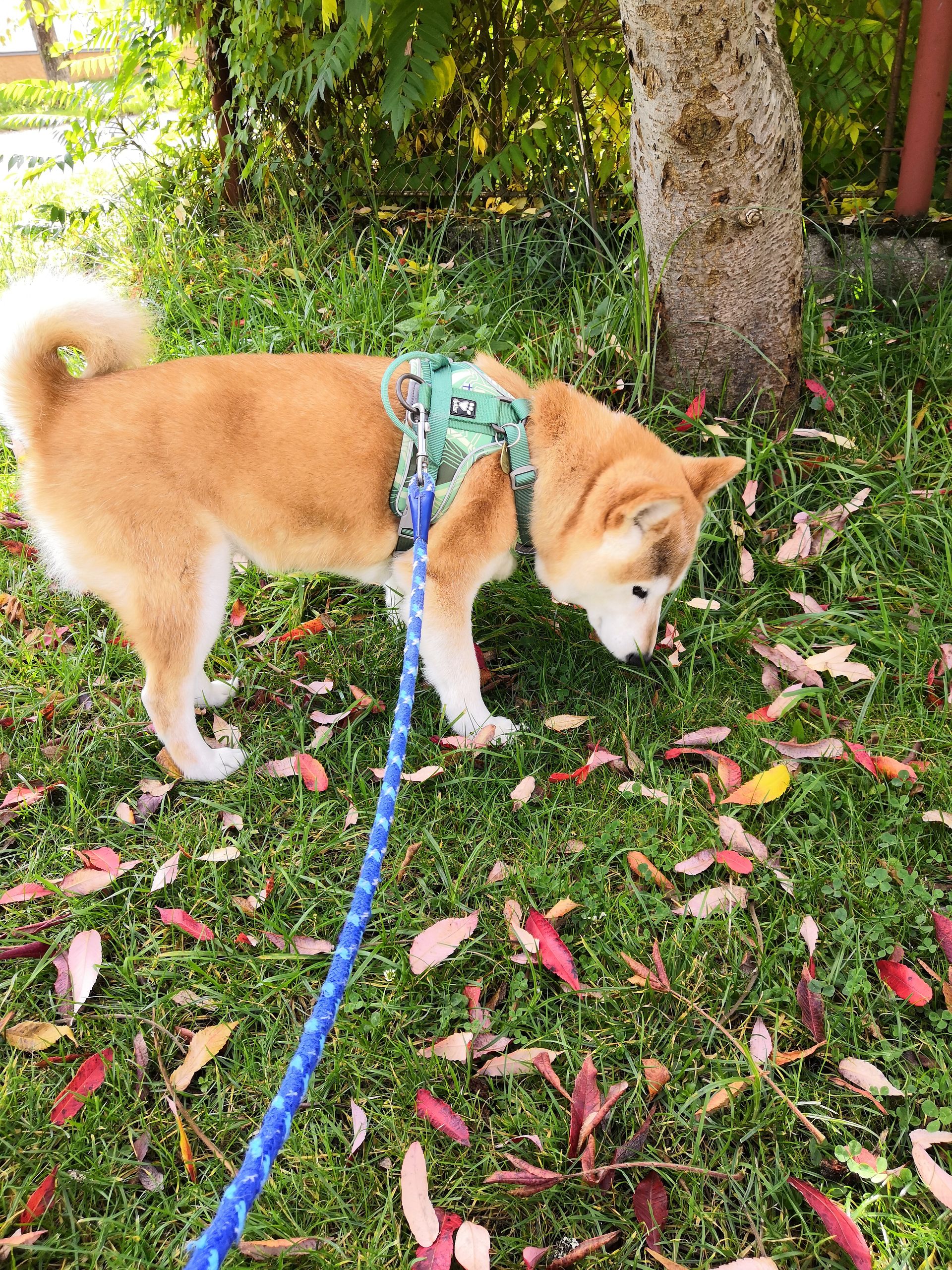 さくらの健康状態の変化についての考察