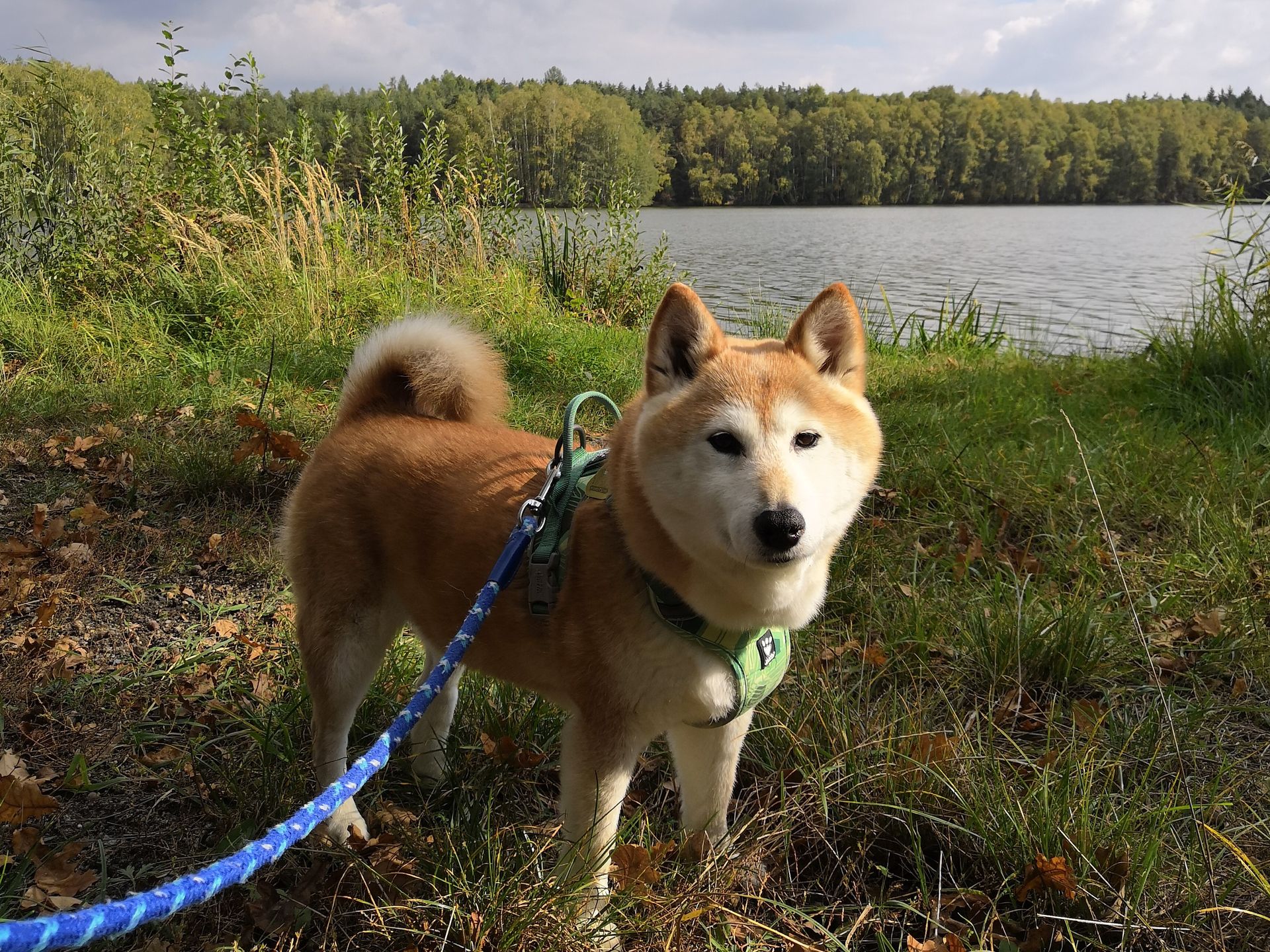 まったく別の人生、犬生