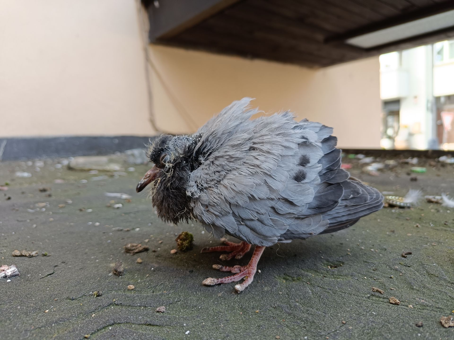 鳩の幼鳥を救えなかった自らのやるせなさ