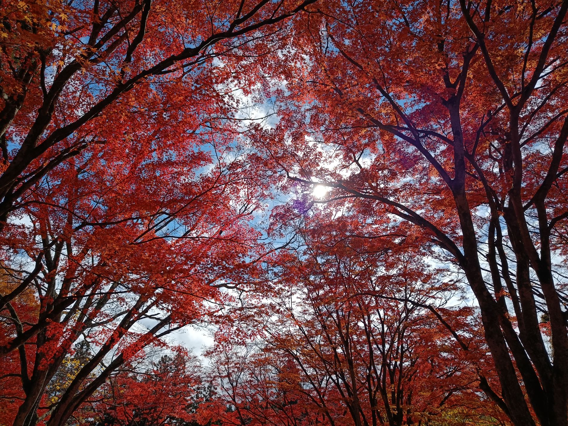 2022年11月 日本滞在記 - 1