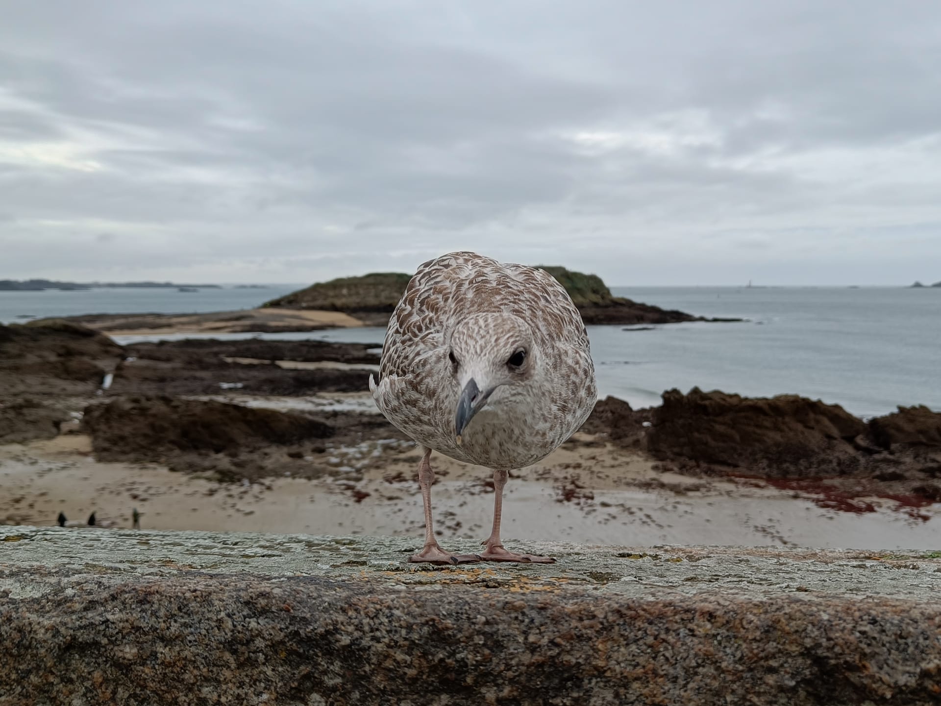 Saint-Malo - Day 2, 海鳥たち