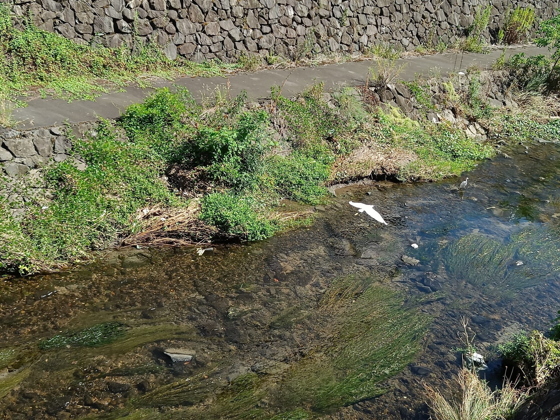 実家の床に虫が湧いている夢